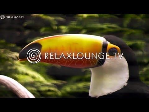 Naturvideos - Naturklänge, Vogelzwitschern, Harmonie &amp; Instrumentale Musik - VOGELPARKIMPRESSIONEN